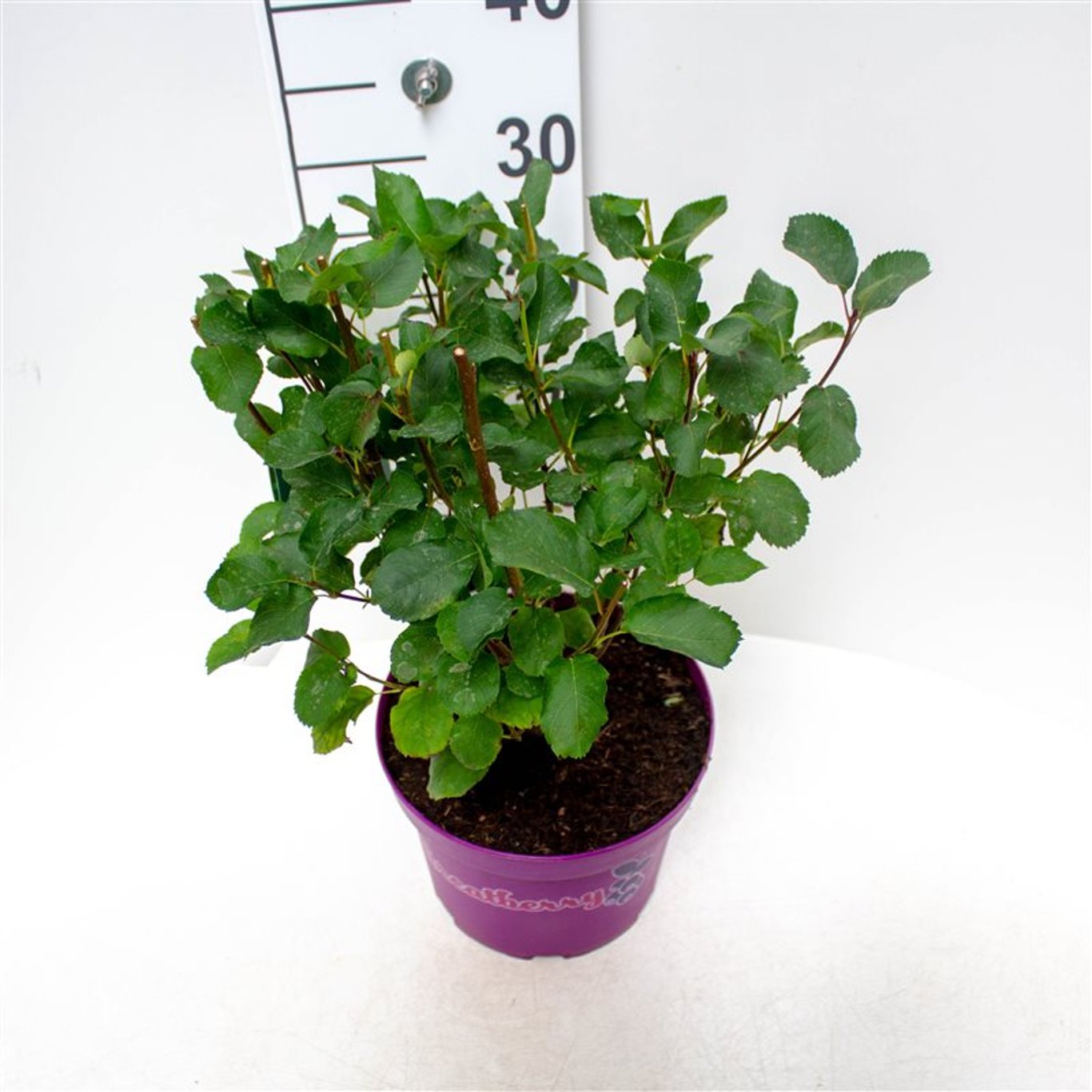 Amelanchier aln. 'Greatberry Fruity'® - C5 40-50 CM